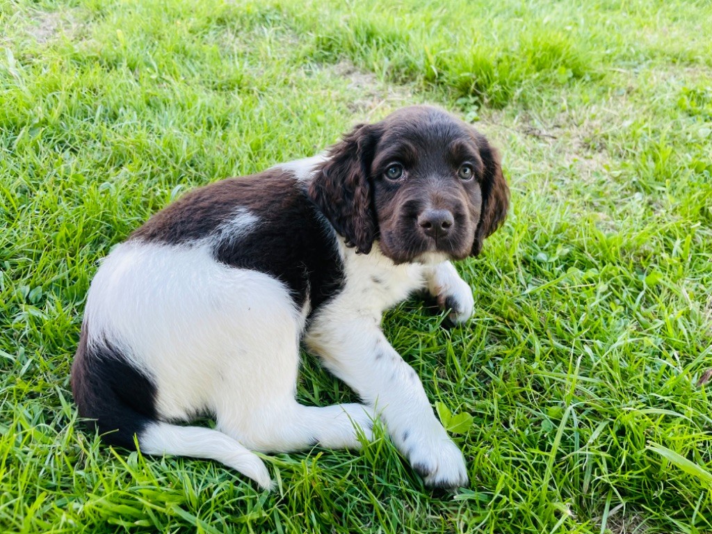 Du Marais Montchevillon - Chiots disponibles - Petit Epagneul de Münster