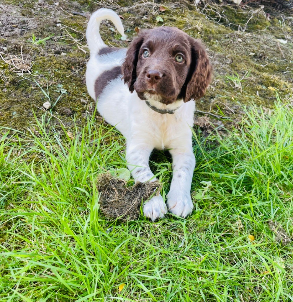 Du Marais Montchevillon - Chiots disponibles - Petit Epagneul de Münster